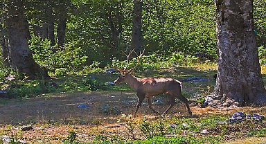 Ormanya'da üretilen Kızıl Geyikler doğaya salınacak