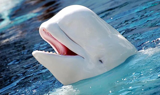 Rus 'casusu' olduğu iddia edilen Beluga balinası Norveç'te ölü bulundu