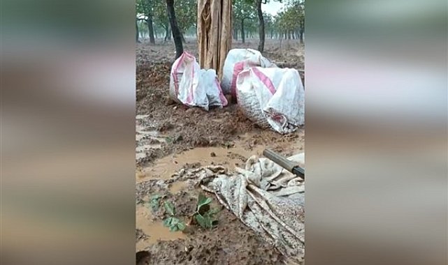 Şanlıurfa'da sağanak yağış fıstık ağaçlarına zarar verdi