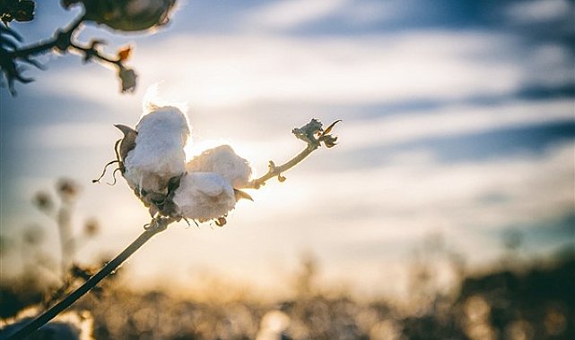 Söke pamuğu AB'den coğrafi işaret tescili aldı