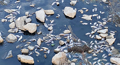 Akarçay Yine Oldu Kokorçay