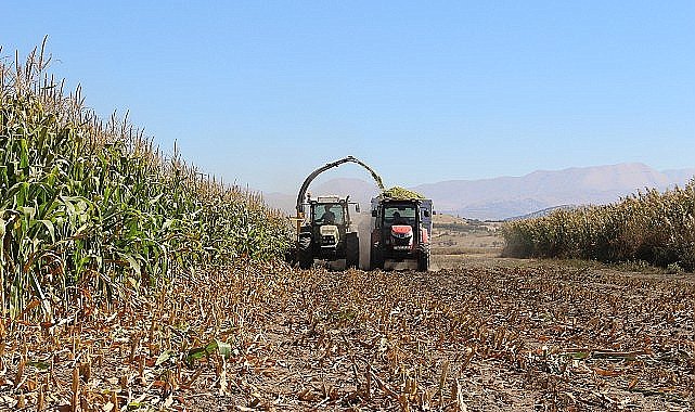 Antalya Büyükşehir Belediyesi tohum desteğiyle üreticilerin yanındaElmalı'da silajlık mısır hasadı yapıldı