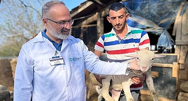 Büyükşehir'in koç desteğiyle 5.400 kuzu doğdu