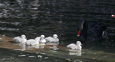 Çankaya'ya 29 Ekim Sürprizi: Cumhuriyet Bayramında Kuğulu Park Ailesine 5 Kuğu Daha Katıldı