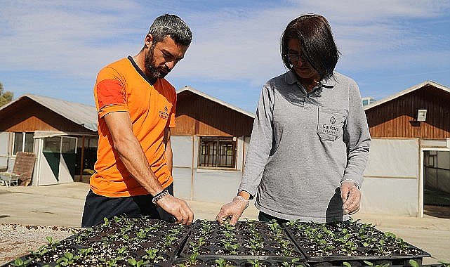 Çansera'da Kışlık Çiçek Üretimi Başladı