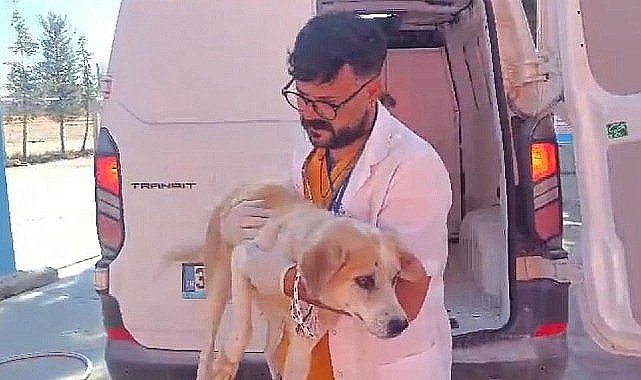 Didim'de Kuyuya Düşen Köpek Belediye Ekiplerince Kurtarıldı