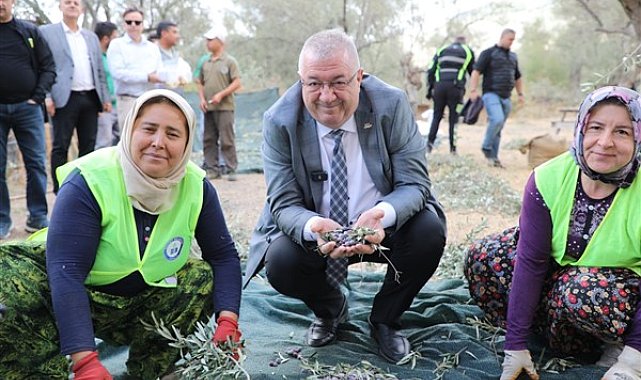 Edremit’te zeytin hasadı başladı