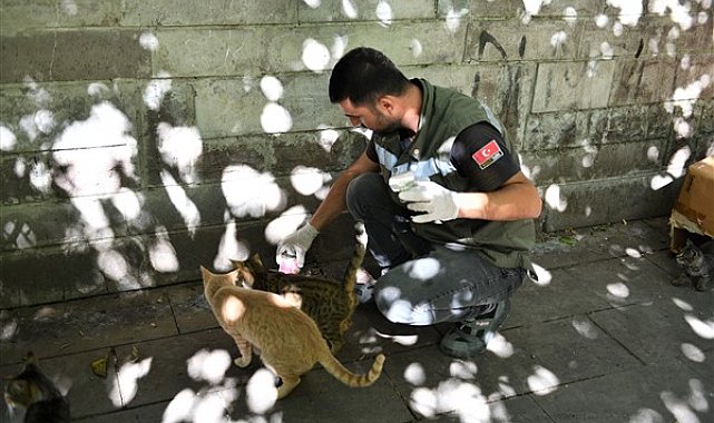 Esenyurt Belediyesi, sokak hayvanları için mama ve su desteğini sürdürüyor