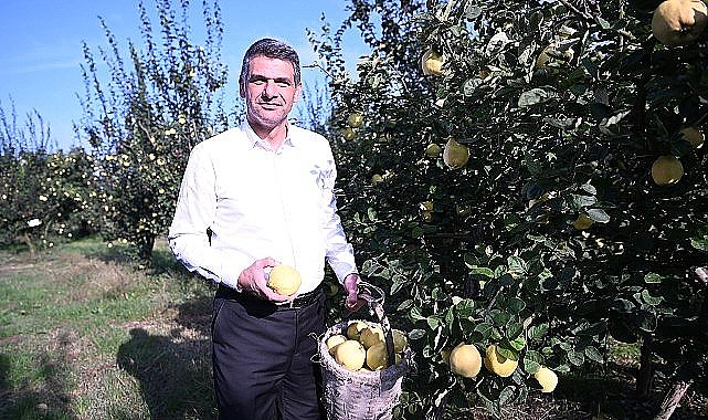 Hasat Başladı, Şimdi Eşme Ayva Festivali Zamanı