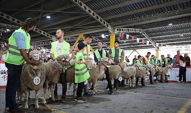 İnegöl'de Koç Ve Tavuklar Kıyasıya Yarıştı