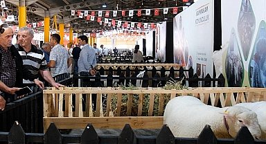 İnegöl'de Küçükbaş Hayvancılık Festivali Başladı