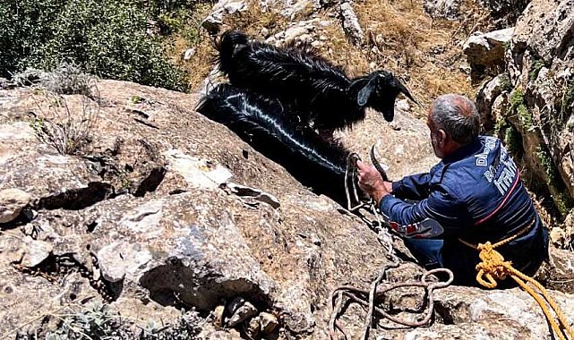 İtfaiye ekipleri, dağda mahsur kalan keçileri kurtarıp sahiplerine teslim etti