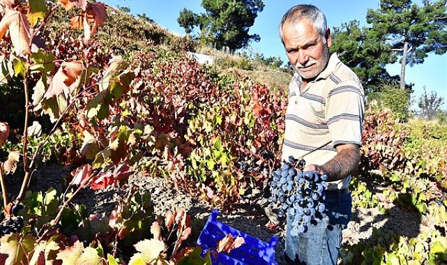 İzmir Büyükşehir Belediyesi 10 ton Kavacık üzümü dağıtıyor