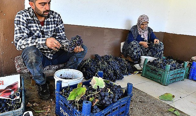İzmir Büyükşehir Belediyesi 10 ton Kavacık üzümü dağıtıyor