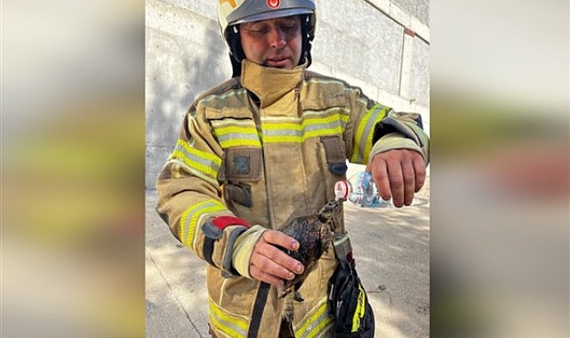 İzmir itfaiye ekipleri, Foça yangınında bir kaplumbağayı kurtardı