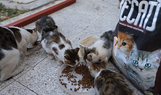 Kayseri Büyükşehir Belediyesi, kediler için mama talebini yerine getirdi