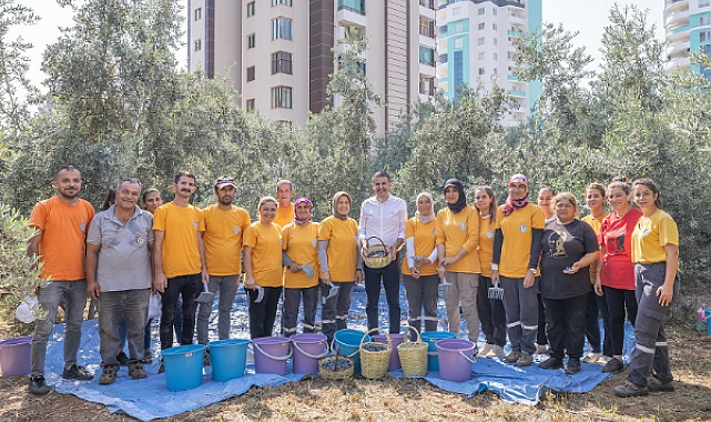 Mezitli'de zeytin hasadı, kız çocuklarına eğitim desteği sağlayacak