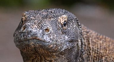 Muhteşem Komodo Ejderi'nin Dünyasında Bir Yolculuğa Çıkartan 'Ejderhalar Ortaya Çıkıyor' 27 Ekim Pazar Günü 20.00'de National Geographic WILD Ekranlarında!