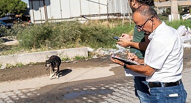 Sahipsiz Köpek Popülasyonu Yönetimi İzmir Eylem Planı uygulanıyor