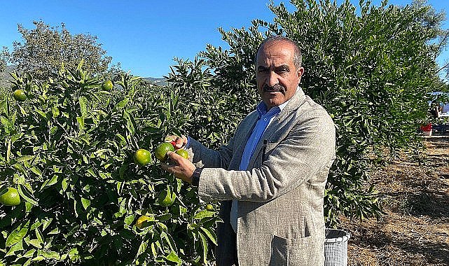 Satsuma mandalinanın ihracat yolculuğu 18 Ekim'de başlıyor