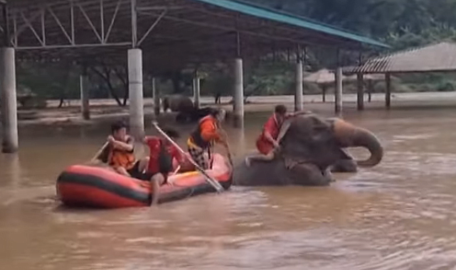 Tayland Chiang Mai'de meydana gelen şiddetli selde iki fil boğuldu