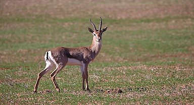 Türkiye'deki Dağ Ceylanları için yeni bir çalışma başlatıldı.