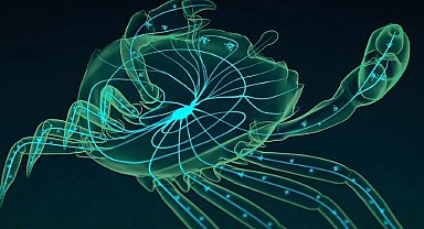 'Zombi Hayvanlar' 2 Ekim ve 9 Ekim Çarşamba Günleri 20.00'de National Geographic WILD Ekranlarına Geliyor!