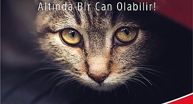 Araca binmeden önce kaputa vur