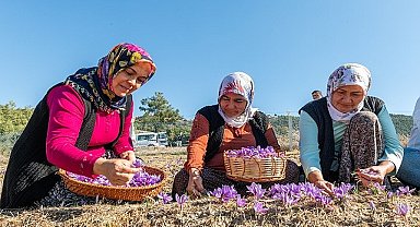 Başkan Özyiğit, “Türkiye'nin en çok safran üreten ilçelerinden biri olabiliriz