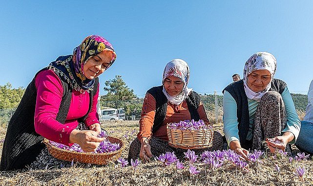 Başkan Özyiğit, “Türkiye'nin en çok safran üreten ilçelerinden biri olabiliriz
