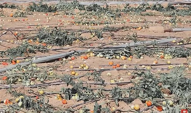 BM: Gazze'de tarım arazilerinin yüzde 70'i, büyükbaş hayvanların yüzde 90'ı yok oldu
