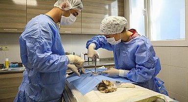 Buca'da yeni kısırlaştırma ünitesi ile daha fazla kedi kısırlaştırılacak