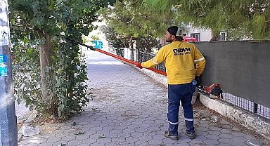 Didim'de Ağaç Budama Çalışmaları Sürüyor