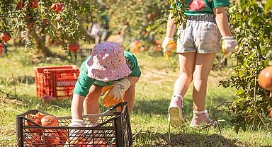 Hilton Dalaman Sarıgerme Resort & Spa'dan Geleneksel Nar Hasadı