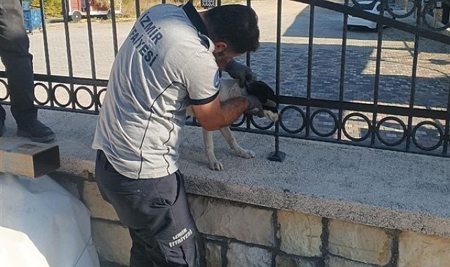 Kafası demir parmaklıklara sıkışan köpek itfaiye tarafından kurtarıldı