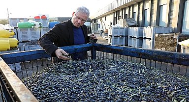 Mudanya Belediyesi Zeytinde Kendi Markasını Yaratacak