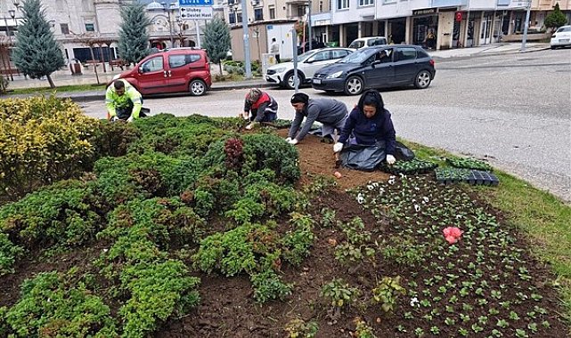 Ordu Büyükşehir, park, bahçeler ve yolları kış çiçekleriyle süslüyor