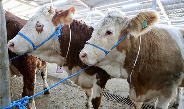 Ordu’da üreticilere ‘gebe düve’ dağıtımı yapıldı