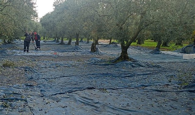 Orhangazi Belediye, zeytin ve zeytinyağı markasını çıkartıyor