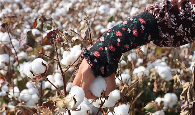 Şanlıurfa’da 2. ürün pamuğun hasadı başladı