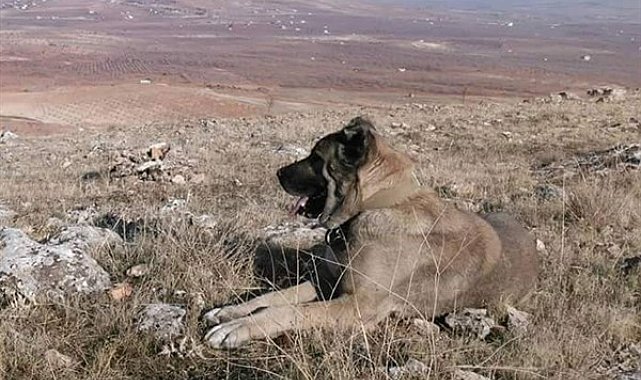 Şanlıurfa Gürehi köpeği, nesli tükenme tehlikesiyle karşı karşıya