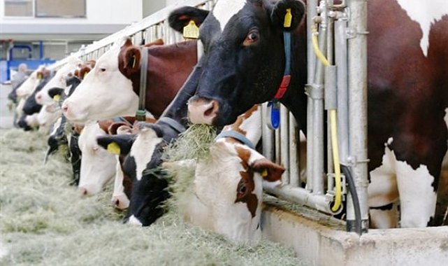 TÜİK- Ticari süt işletmelerince 903 bin 509 ton inek sütü toplandı