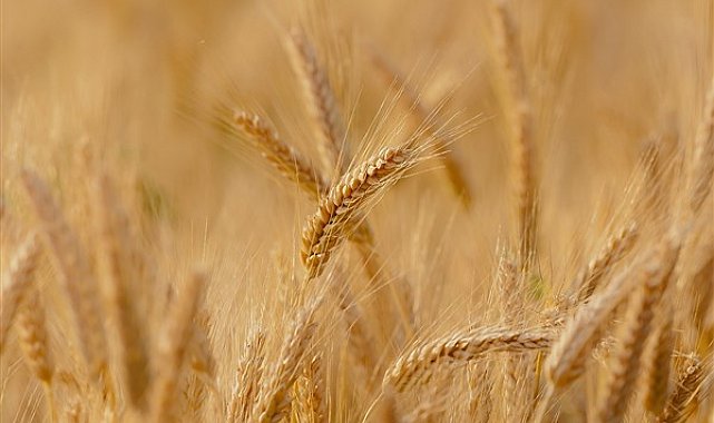TÜRİB, 18-22 Kasım haftası tarım ürünleri piyasası