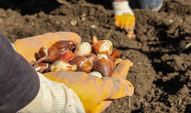 Van Büyükşehir Belediyesi, 55 bin lale soğanını toprakla buluşturdu