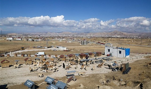 Van Büyükşehir Belediyesi sahipsiz hayvanları doğal yaşam alanında koruyor