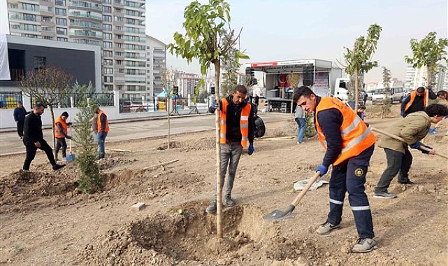 Yenimahalle’de yüzlerce ağaç toprakla buluştu