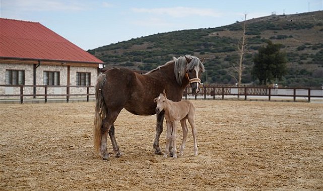 Alia Park’ın ilk tayı dünyaya geldi
