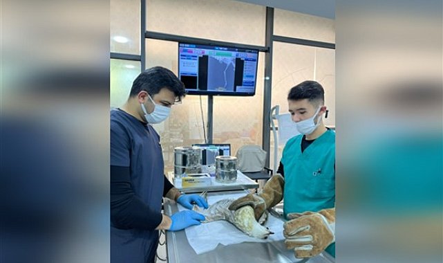 Balıkesir İtfaiyesi, ağaçta mahsur kalan yaralı martıyı kurtardı