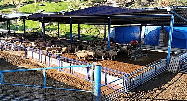 Başkan Çerçioğlu'nun aile tipi koyunculuk projesi her geçen gün büyüyor