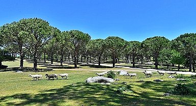 Bergama Belediyesi Zeytin ve Fıstıkta Markalaşma Yolunda